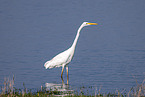 great white egret