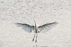 great white egret