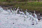 great white egret