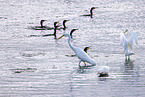 great white egret