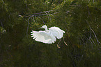 great white egret