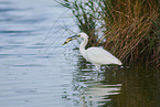 great white egret