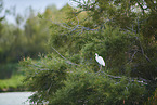 great white egret