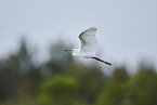 great white egret