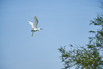 great white egret