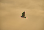 great white egret
