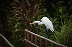 great white egret