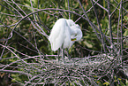 great white egret