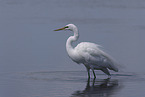 great white egret