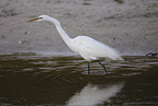 great white egret