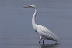 great white egret