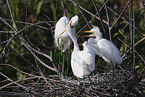 great white egret