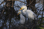 great white egret