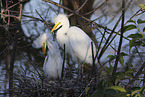 great white egret