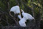 great white egret