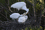 great white egret