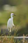 great white egret