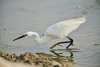 great white egret