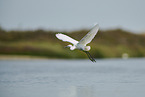 great white egret