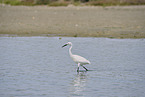 great white egret