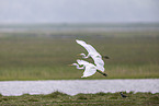 great white egrets