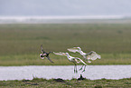 great white egrets