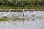 great white egrets
