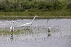 great white egrets
