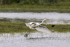 great white egret