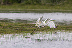 great white egret