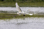 great white egret