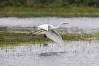 great white egret