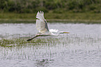 great white egret