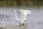 great white egret