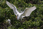 common egret