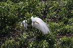 common egret