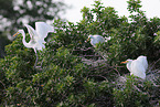 common egret