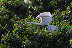 common egret