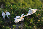 common egret