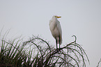 common egret