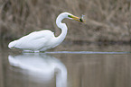 great white egret