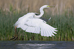 great white egret