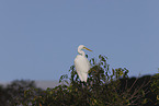great egret