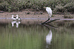 great egret