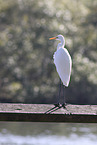 great egret