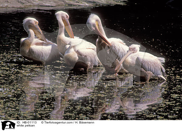 Rosapelikan / white pelican / HB-01113
