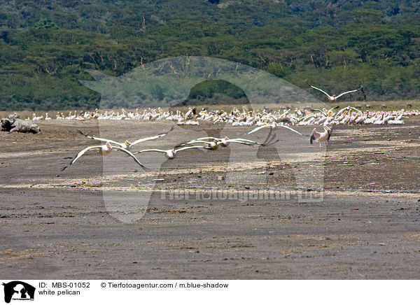 white pelican / MBS-01052