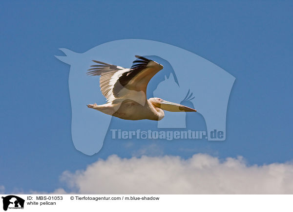 white pelican / MBS-01053