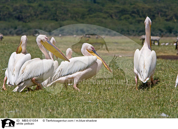 white pelican / MBS-01054