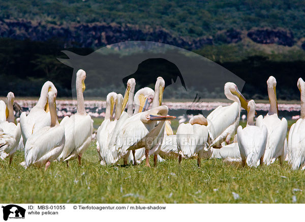 white pelican / MBS-01055